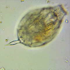 Lecane closterocerca