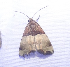 Cobubatha dividua