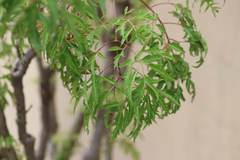 Polyscias balfouriana