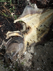 Hippoglossus hippoglossus