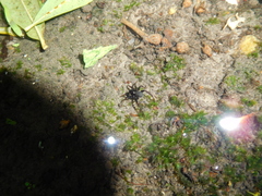 Allocosa