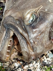 Hippoglossus hippoglossus