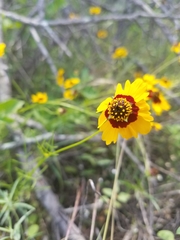 Coreopsis basalis