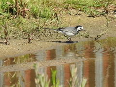 Motacilla alba yarrellii