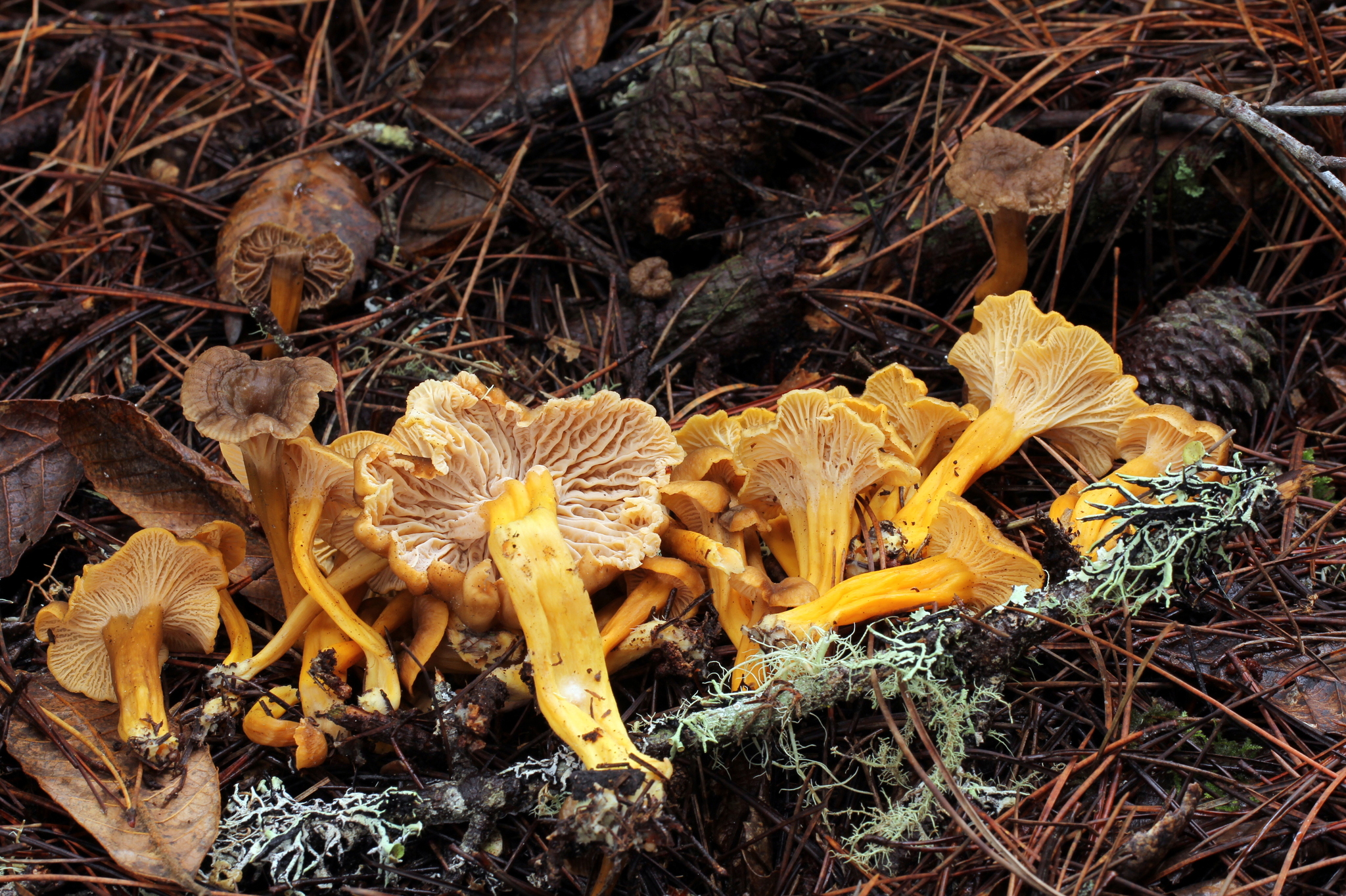 Craterellus tubaeformis image
