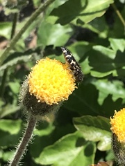 Acmaeodera retifera