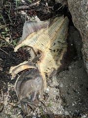 Hippoglossus hippoglossus