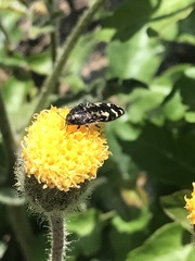 Acmaeodera retifera