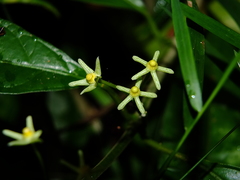 Matelea graciliflora