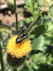 Acmaeodera retifera