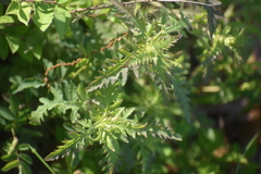 Aureolaria pedicularia