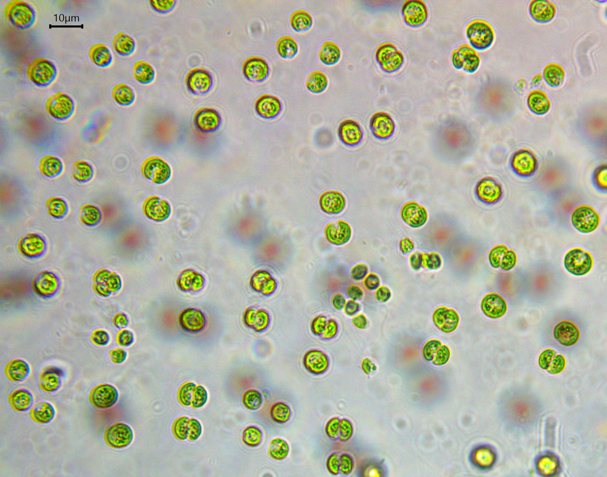 Tetrasporaceae