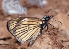 Heliopetes ochroleuca
