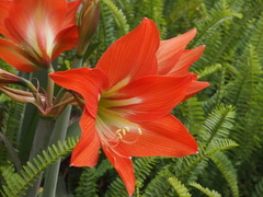 Hippeastrum striatum