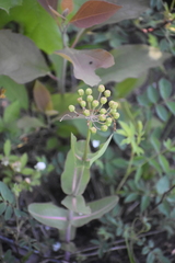 Asclepias amplexicaulis