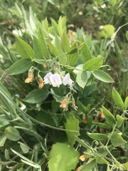 Lathyrus lanszwertii