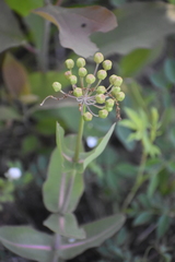 Asclepias amplexicaulis