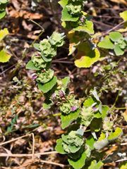 Pseudodictamnus acetabulosus