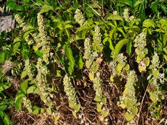 Pseudodictamnus acetabulosus