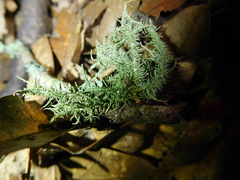 Usnea