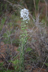 Dimorphocarpa candicans