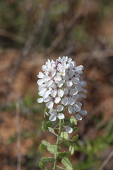 Dimorphocarpa candicans