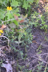 Asclepias amplexicaulis