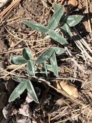 Trifolium gymnocarpon
