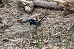 Malurus cyaneus ashbyi