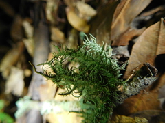 Usnea