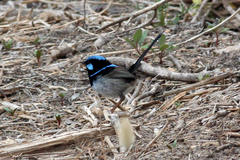 Malurus cyaneus ashbyi