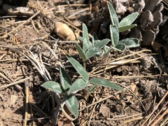 Trifolium gymnocarpon