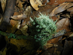 Usnea