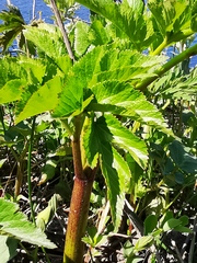 Angelica gmelinii