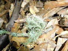 Usnea