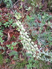 Alyssoides utriculata