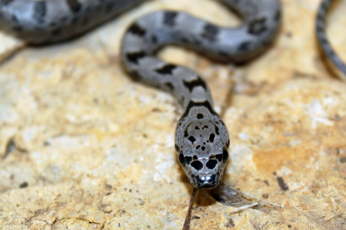 Baird's Ratsnake