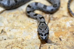 Baird's Rat Snake photo 2
