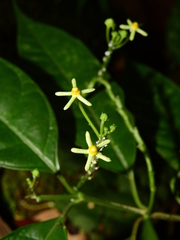 Matelea graciliflora