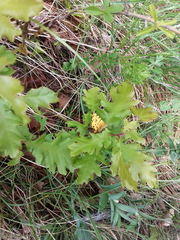 Pseudopanthera macularia