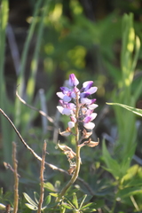 Lupinus perennis