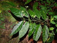 Matelea graciliflora