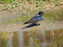 Hirundo rustica