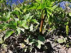 Angelica gmelinii