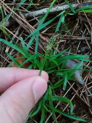 Luzula forsteri