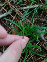 Luzula forsteri