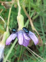 Cryptocephalus virens