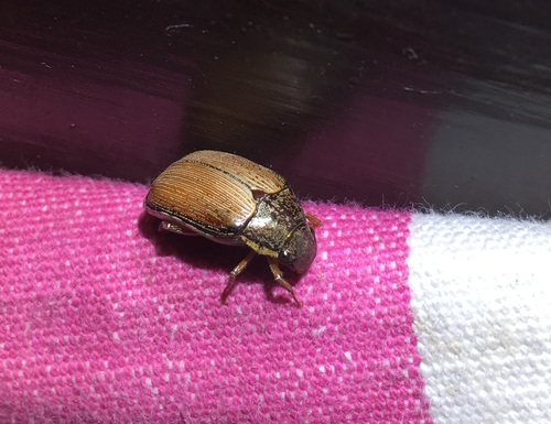 Chariochilus