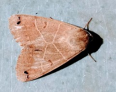 Ophiusa triphaenoides