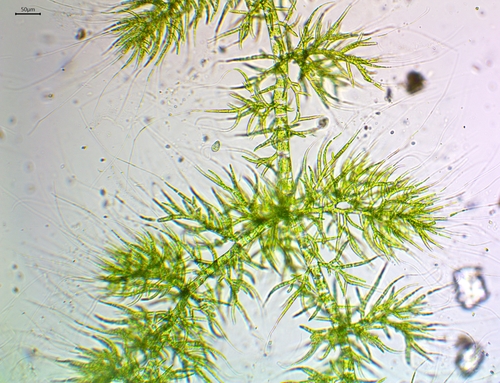 Draparnaldia